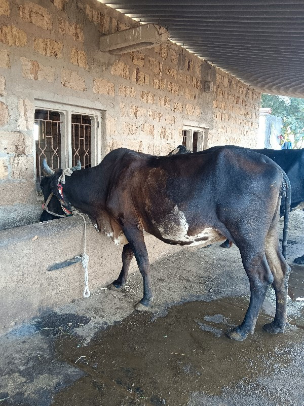 ગાય વેચવાની છે