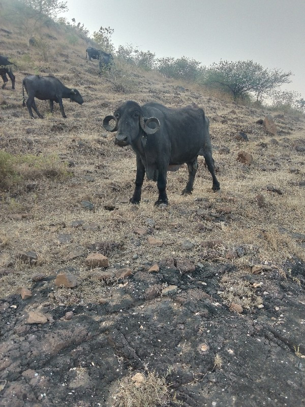 ભેસવેસવાનીછેવાણ...