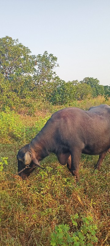 ભેસ વેચવાની છે