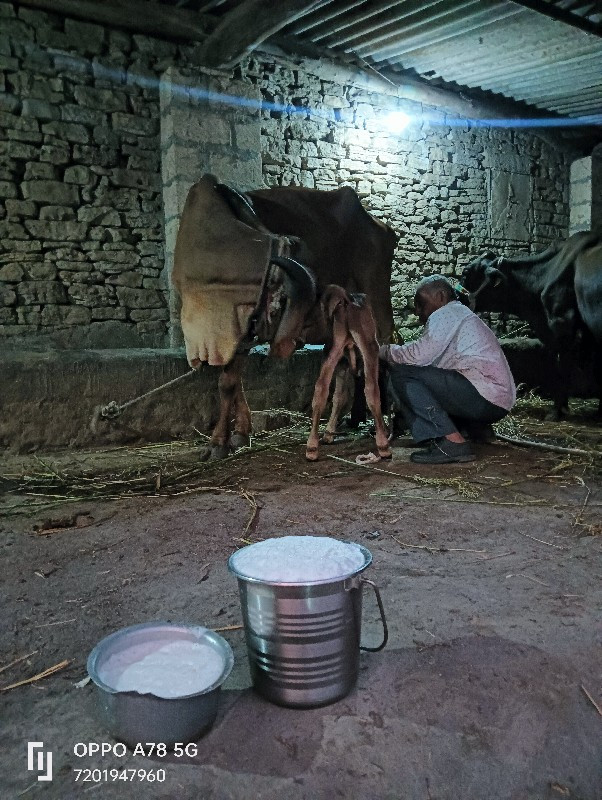 ગાય વેચવાની છે