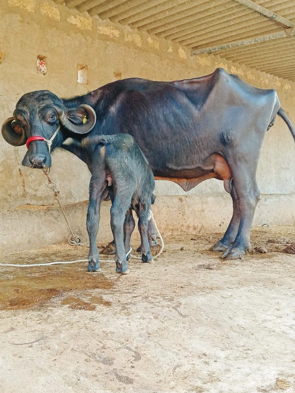 ભેંશ વેચવાની છે...