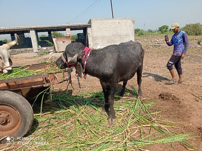 પાડો વેચવાનો છે