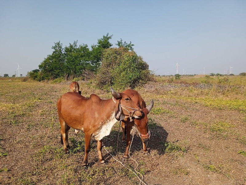 ગોરીયા ગોઢલા 1વ...