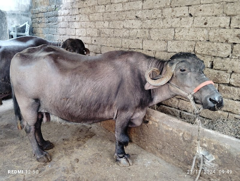 કુગલિ ભેશ વેચવા...