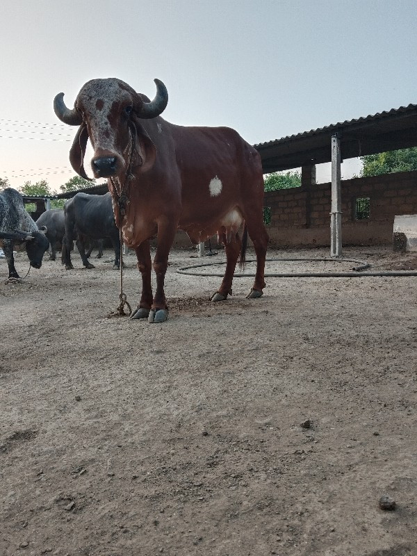 ગાય વેચવાની છે