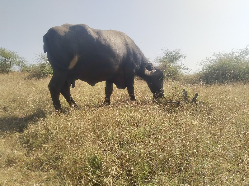 ભેંસ વેચવાની છે