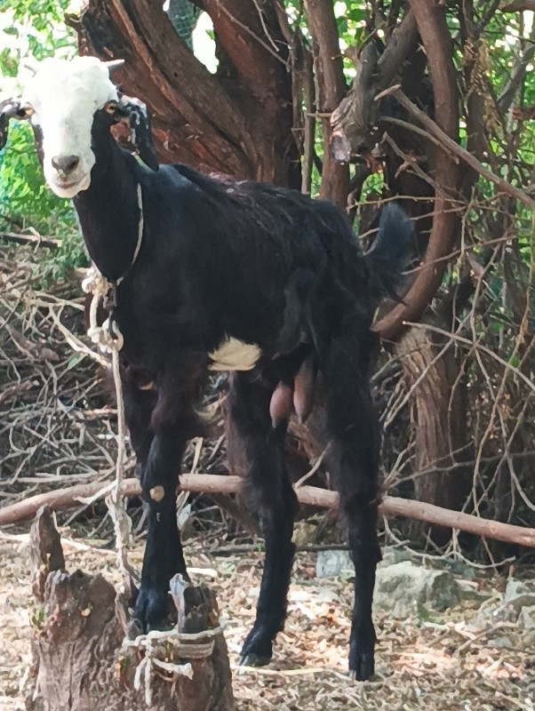 Bakra basavana...