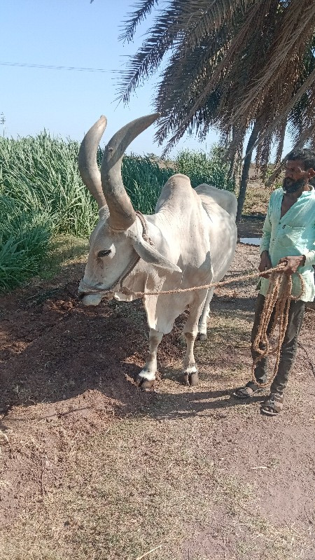 ગંભીર સિંહ પરમા...