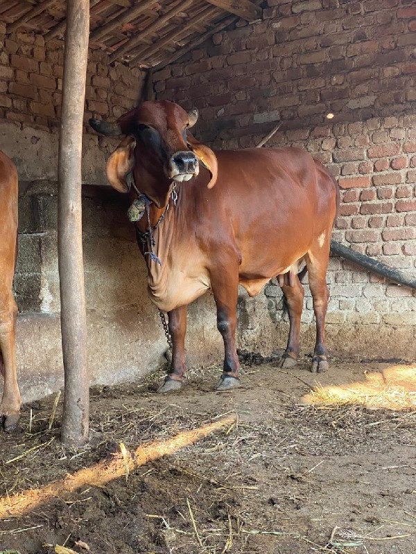 ગાય વેશવાનિ છે