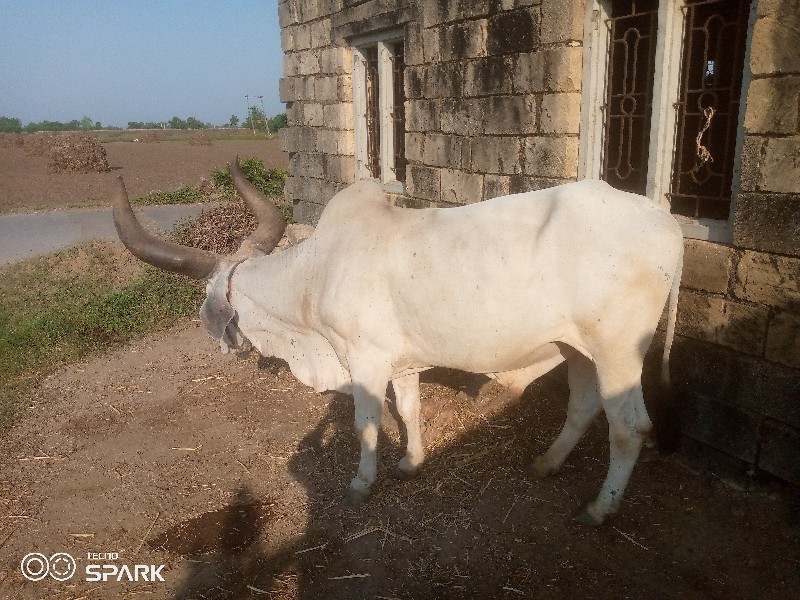 એકજબરદછે