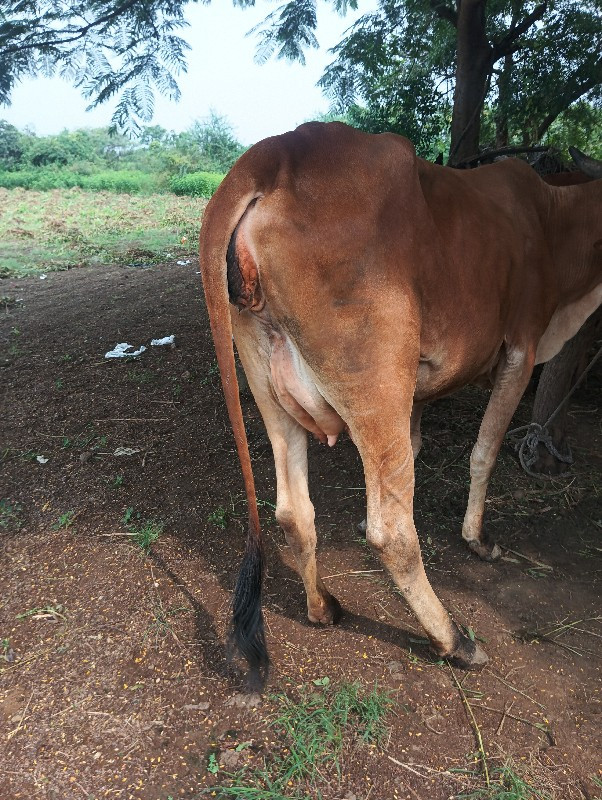 ગાય વેચવાની છે