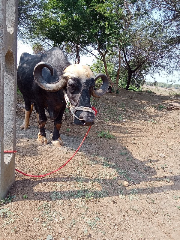 ભેંસ વેચવાની છે