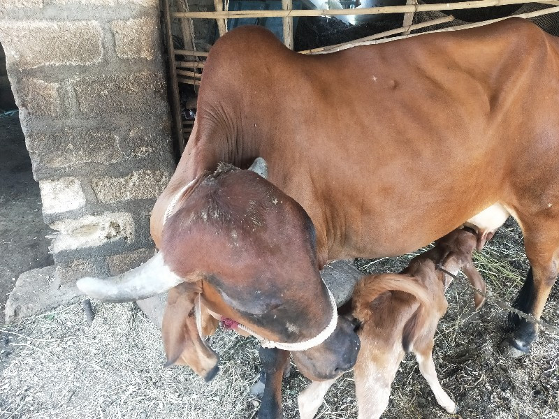 ગાય વેચવાનીછે