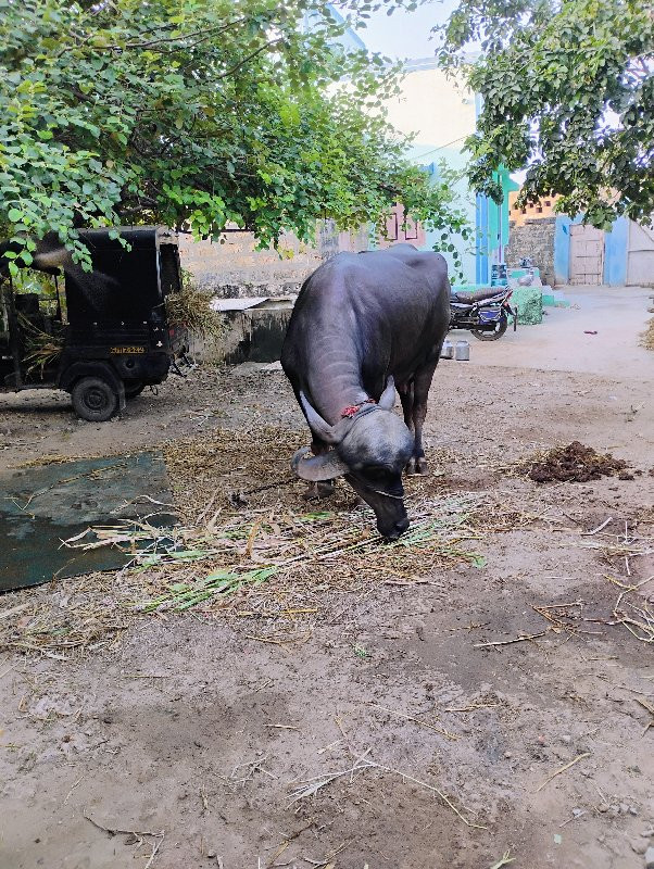 ભેંસ વેચવાની છે