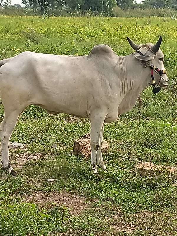 છોડા તો ગોદલો