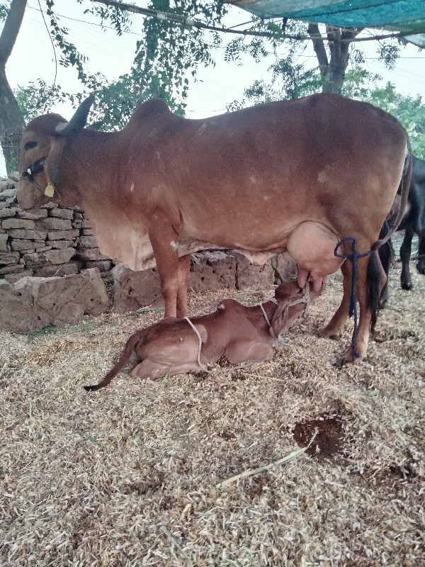 વેચવાનુ છે