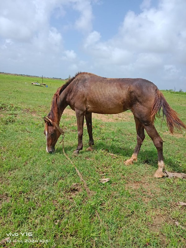 ઘોડી ના સાટા