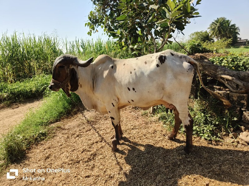 લિલ્ડી ગાય વેચવ...