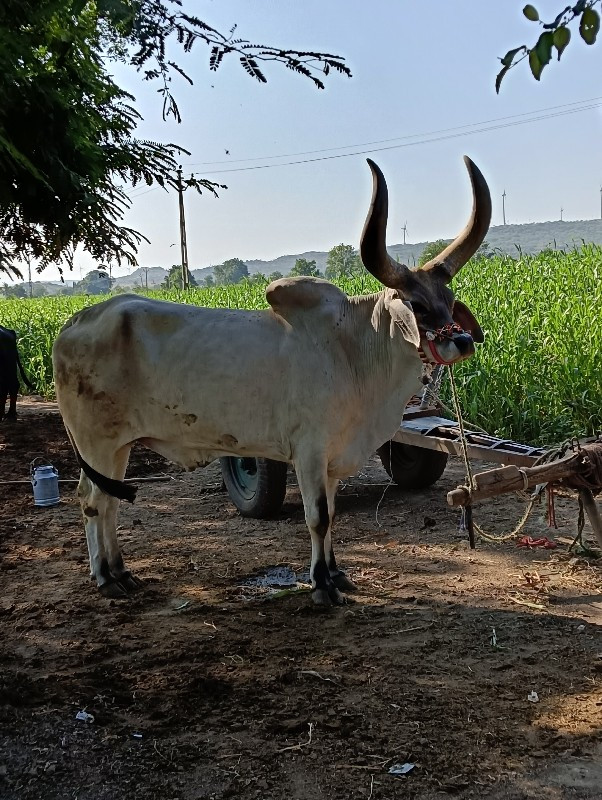 ત્રણ વાવણી વાવે...