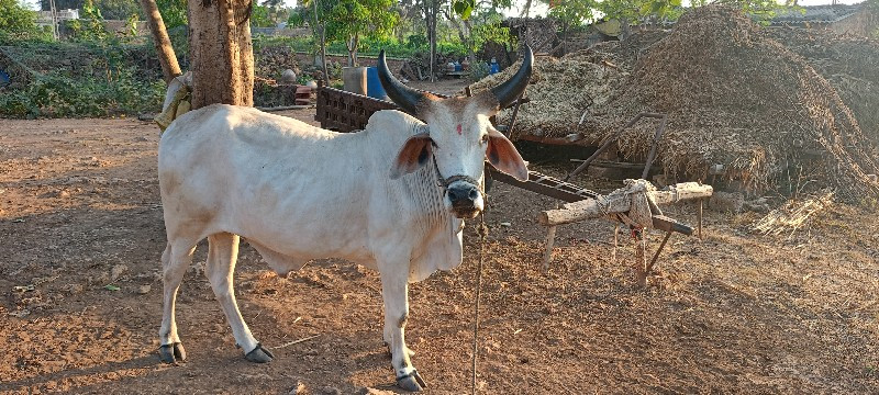 ગોઢલો વેચવાનો સ...