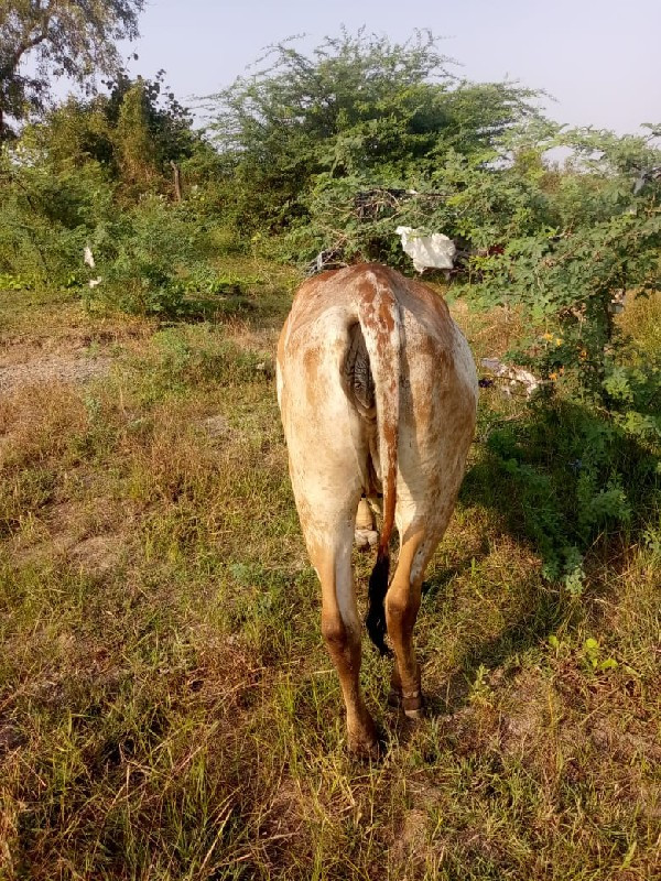 હોળકી વેચવાની છ...