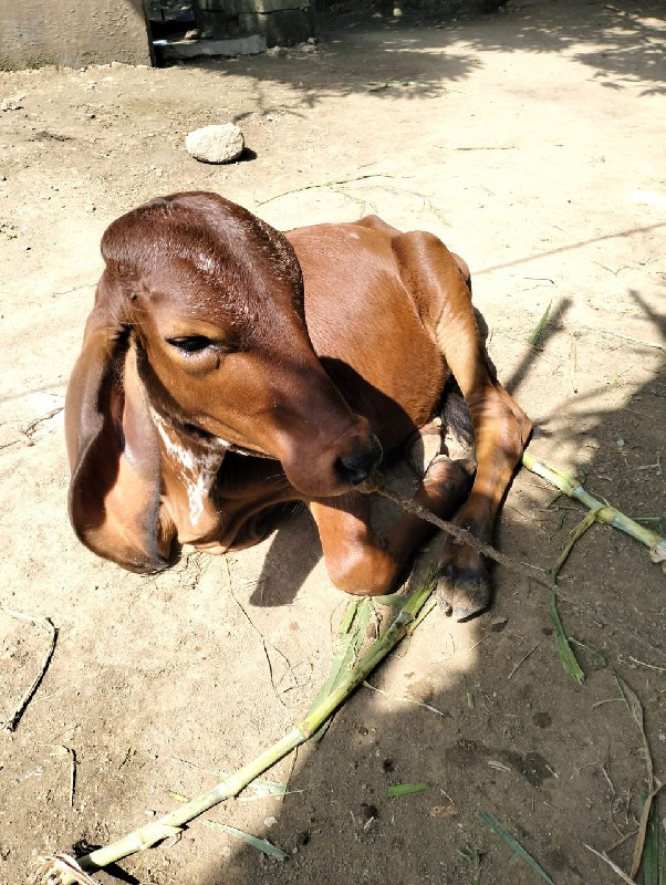 ગાય વેચવાની છે