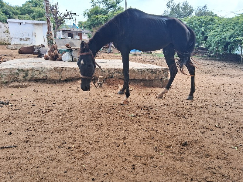 ઘોડો વેચવાનો છે