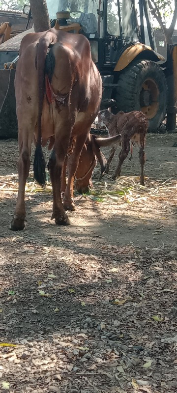 લાલ ગાય વેચવાની...