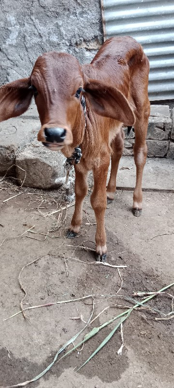 ગાય વેચવા નિ છે