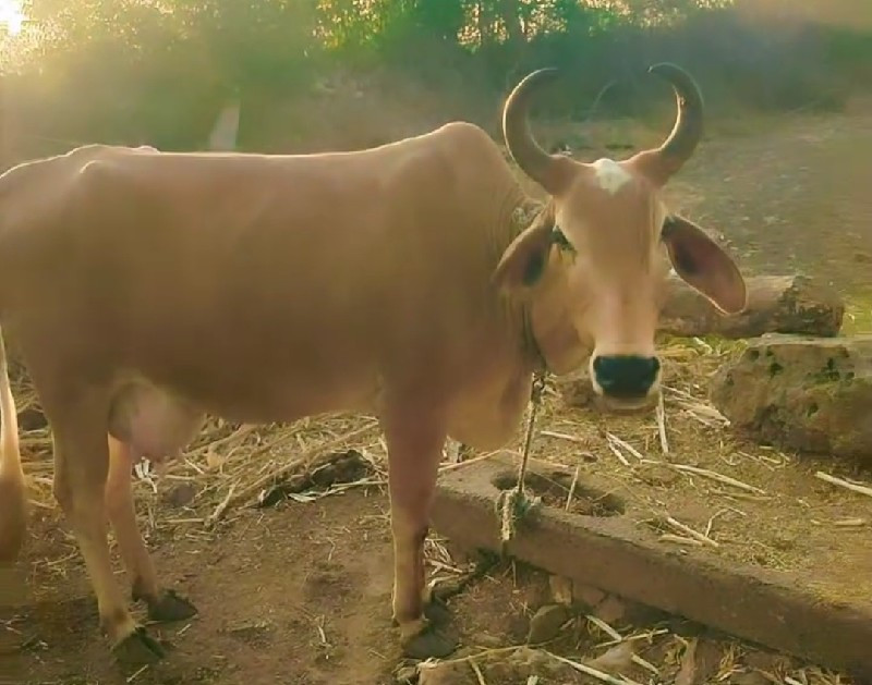 🐄 ગાય વેસવાનીછે...