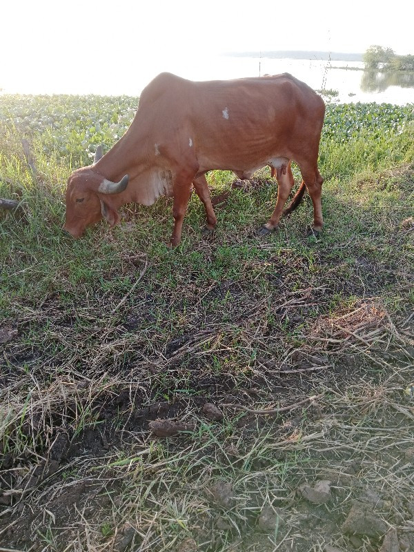 3 ગાય વેચવાની છ...