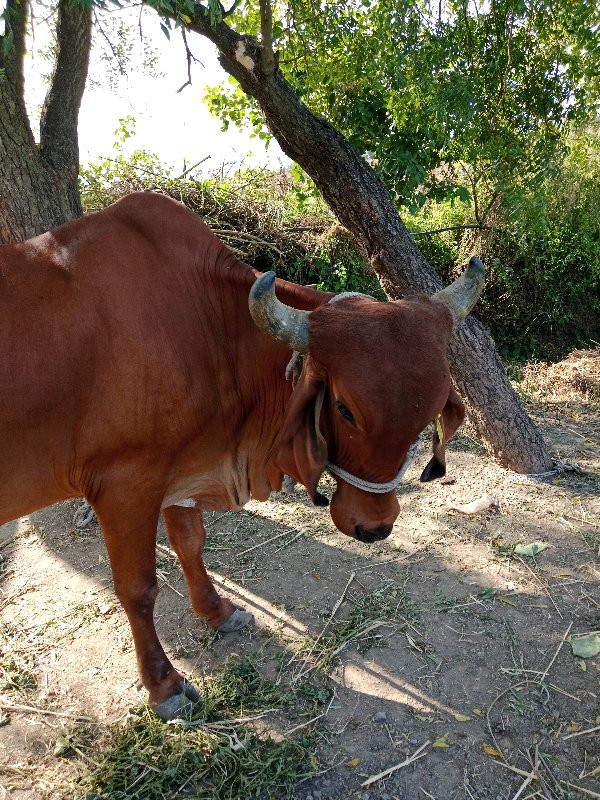 ગાય વેચવાની છે