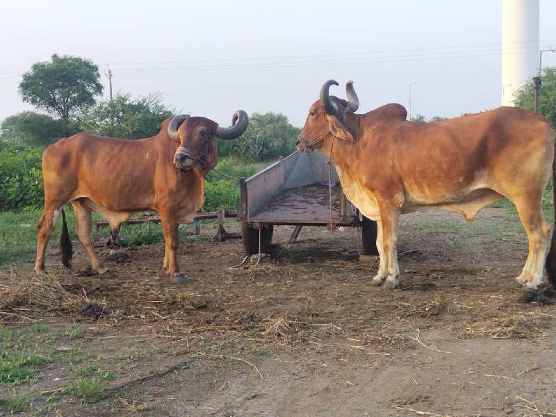 તાત્કાલિક દેવાન...