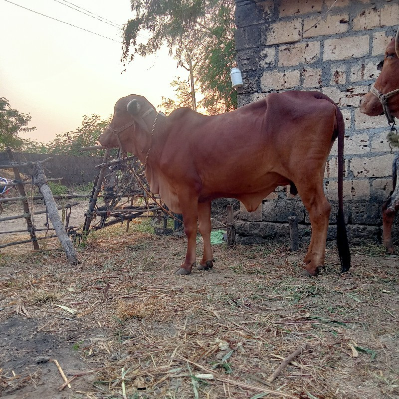 ગાય વેચવાની છે