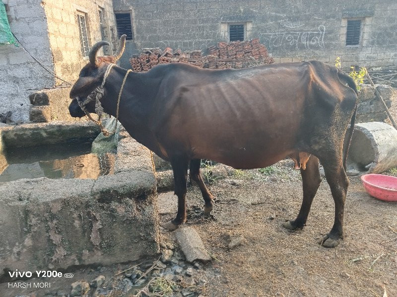 2 gayu veshvani...