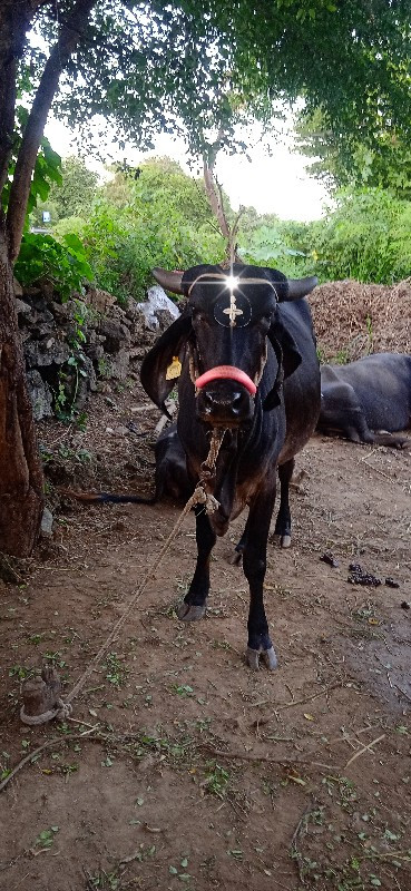 કાણી ગાય વેસવા...