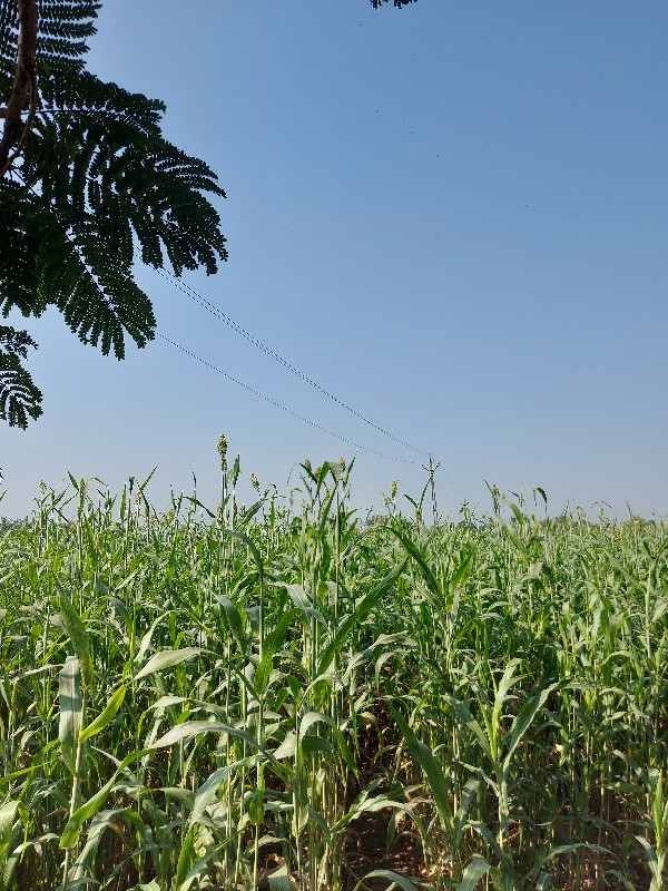 ઉભી જુવાર નો લી...