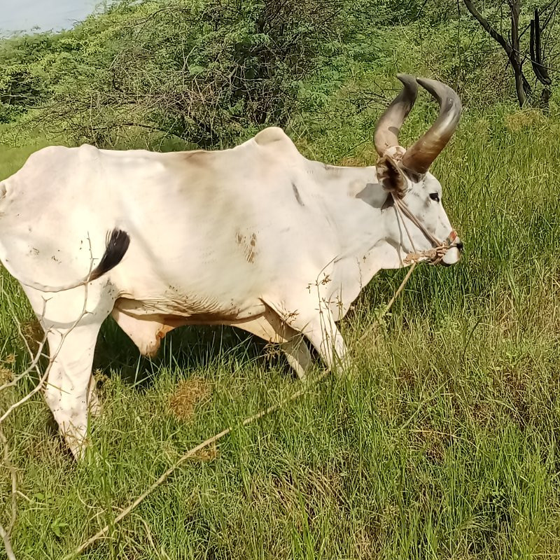 બળદ વેચવાનો છે