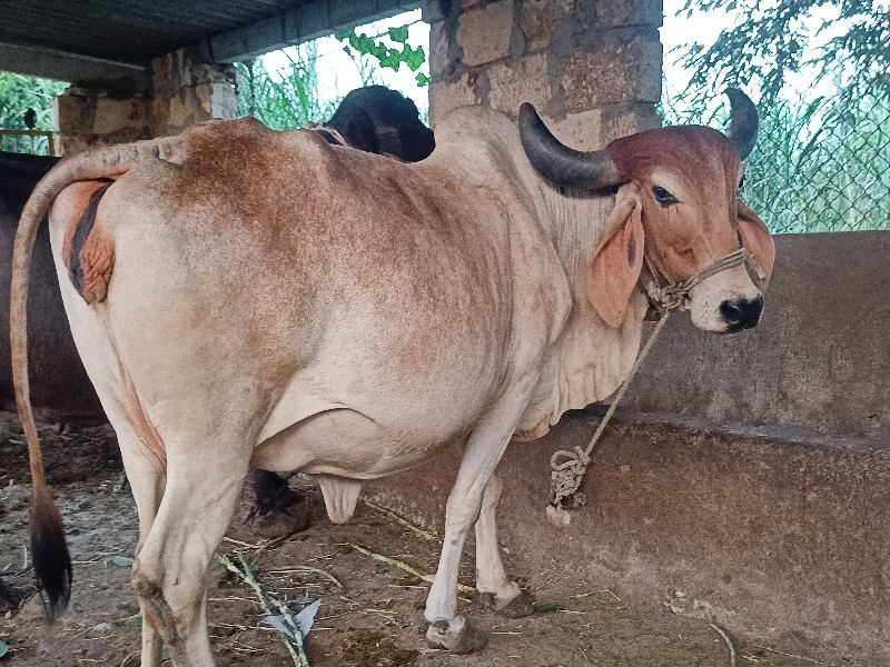 ગાય વેચવાની છે