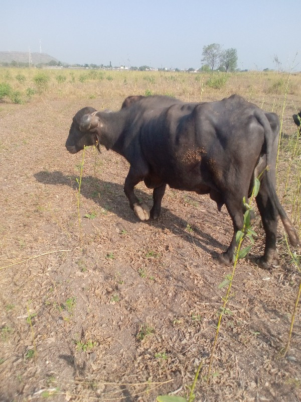 વેચવાની છે વિયા...