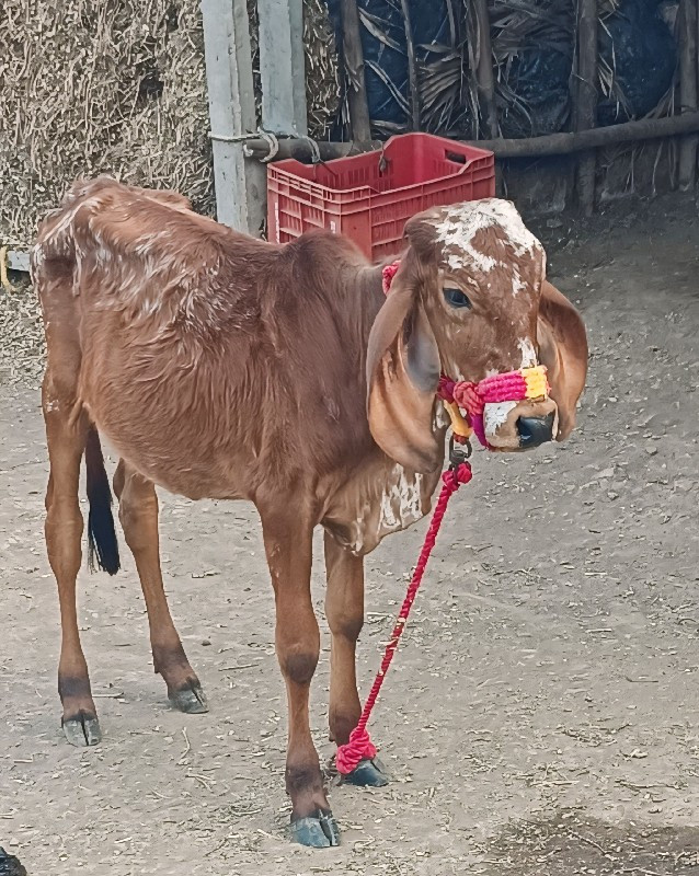 વાછડી વેચવાની છ...