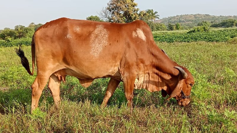 ગાય આપવાની છે.