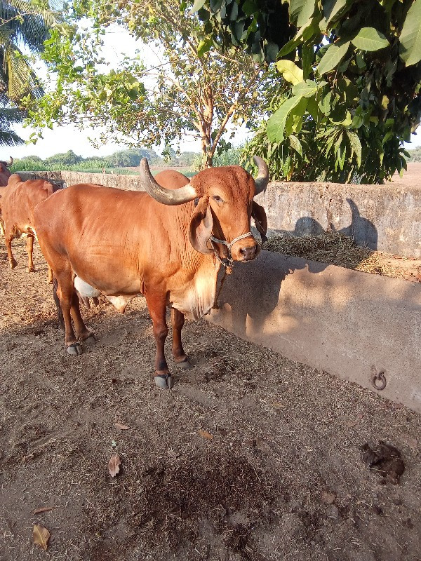 ગીર ગાય વેચવાની...