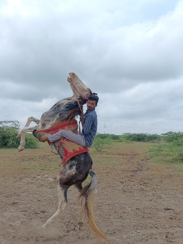 ઘોડી વેસવી