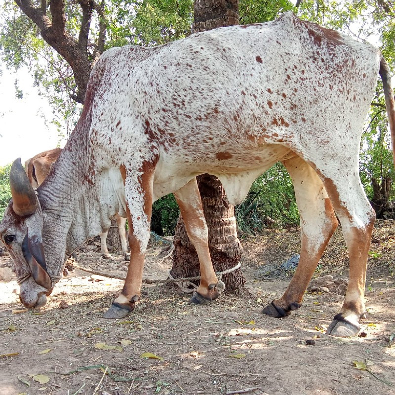 ઓડકી