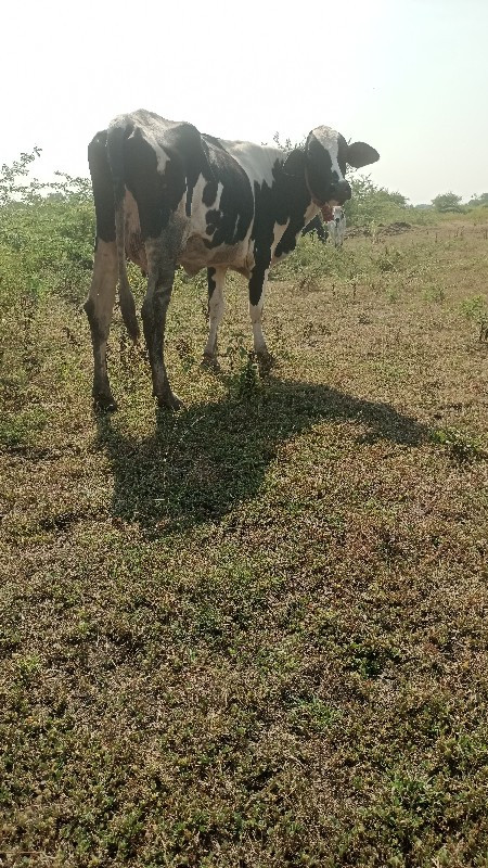 કૌચ બાવરી