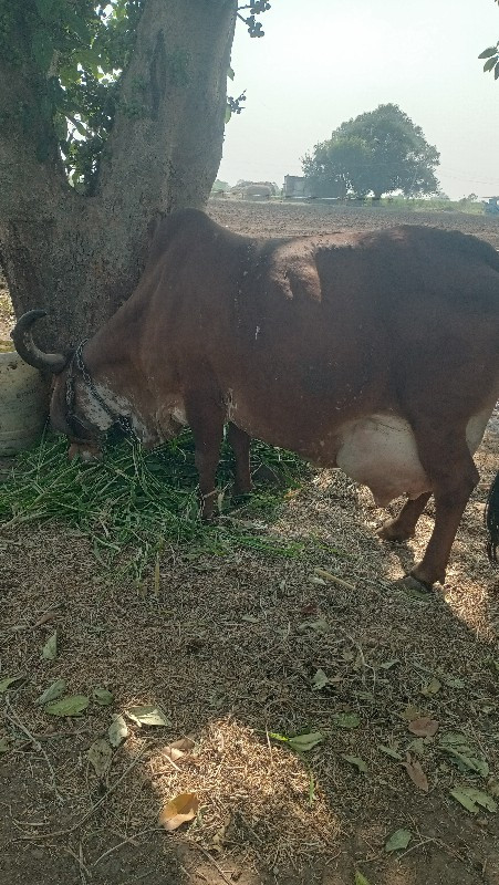 ગાય વેચવાની છે