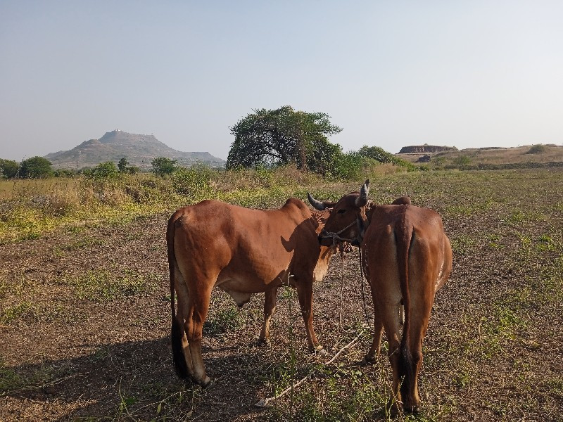 ગોરીયા ગોઢલા 1વ...