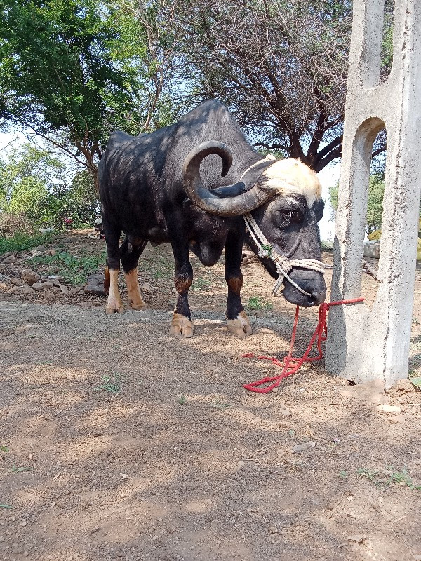 બેસ વેચવાની છે...