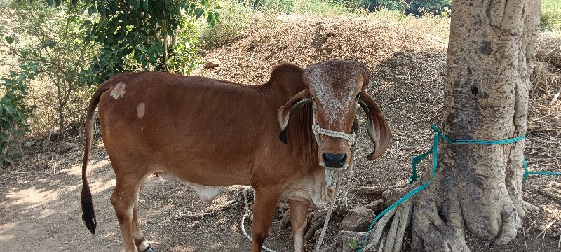 વાછડી વેચવાની છ...